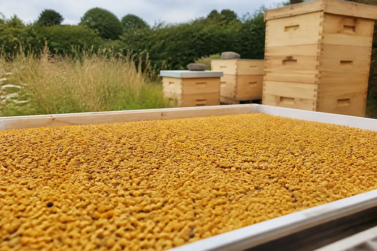 Pelotes de pollen frais étalées sur un plateau avant congélation